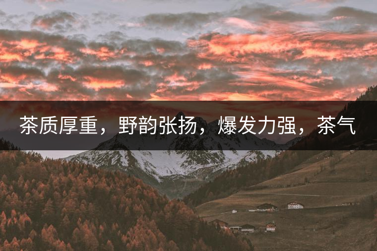 茶質(zhì)厚重，野韻張揚(yáng)，爆發(fā)力強(qiáng)，茶氣十足