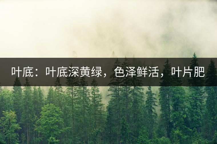 葉底：葉底深黃綠，色澤鮮活，葉片肥厚，梗莖肥壯，而且非常柔韌。