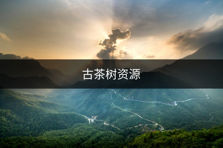 古茶樹資源 古茶樹資源