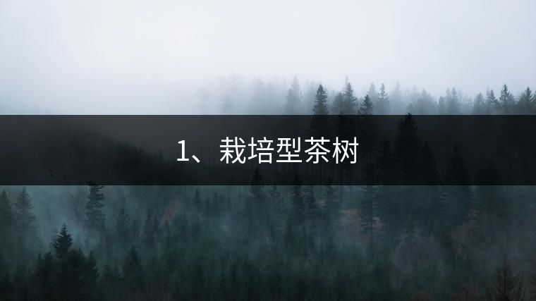 1、栽培型茶樹(shù)