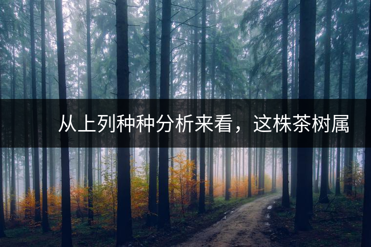 　　從上列種種分析來看，這株茶樹屬野生類型應(yīng)無疑問。