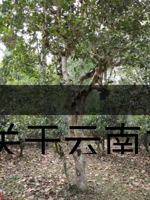 有關(guān)于云南主要茶產(chǎn)區(qū)（臨滄市）的介紹！