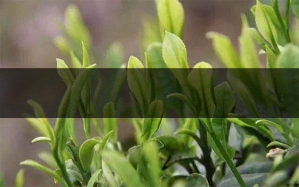 什么是雨前茶？雨前茶有何特點(diǎn)？