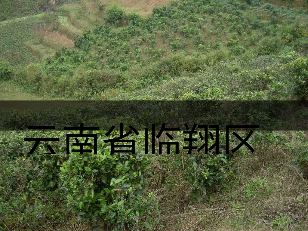 云南省臨翔區(qū)茶業(yè)概況簡(jiǎn)述(上講) 云南省臨翔區(qū)茶業(yè)概況簡(jiǎn)述(上講)