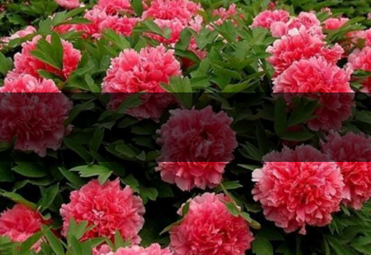 怎樣晾曬牡丹花牡丹花的曬干方法-1