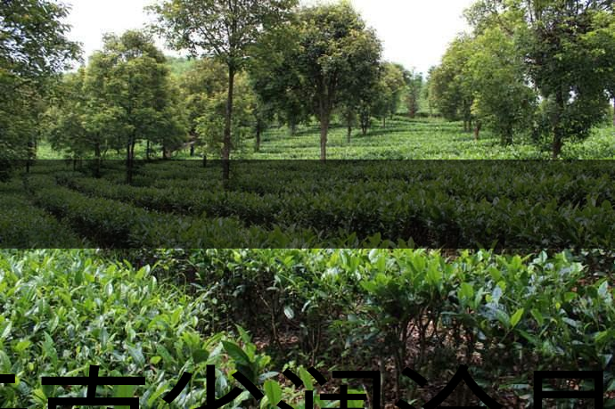 云南省瀾滄縣茶業(yè)概況簡(jiǎn)述(第二章) 云南省瀾滄縣茶業(yè)概況簡(jiǎn)述(第二章)