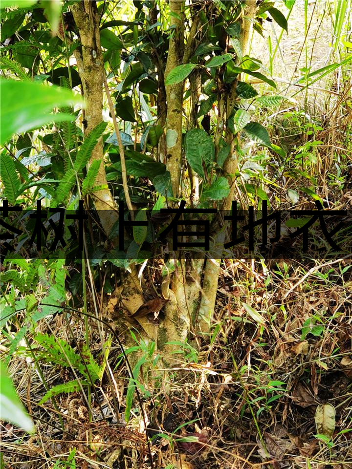 茶樹上有地衣或苔蘚是不是有害的？