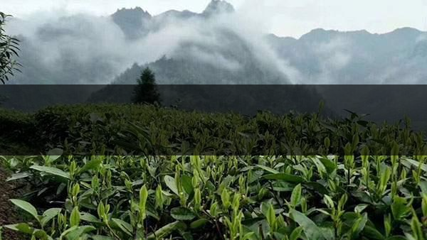 茶葉的甜爽和甘爽各是什么感覺？