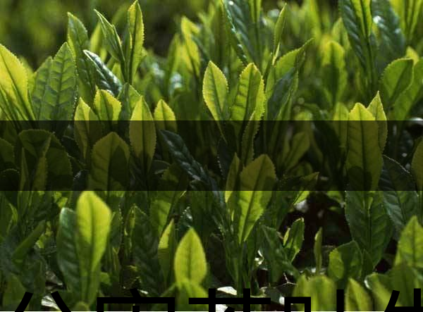 無公害茶葉生產(chǎn)規(guī)范的條件有哪些？（上篇）