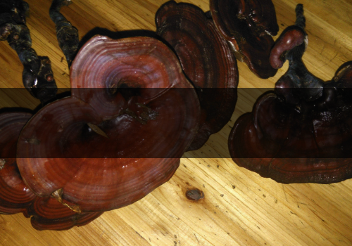 靈芝是熱性還是涼性-野生的和人工的區(qū)別 靈芝是熱性還是涼性-野生的和人工的區(qū)別