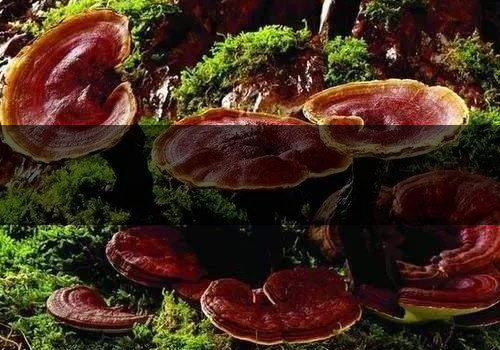 靈芝泡水一次放多少-上火還是降火