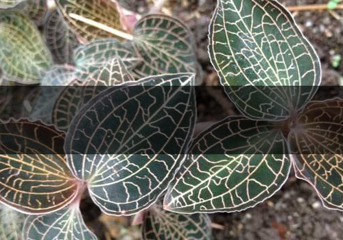 金線蓮不能和什么一起吃-哪些人不能吃