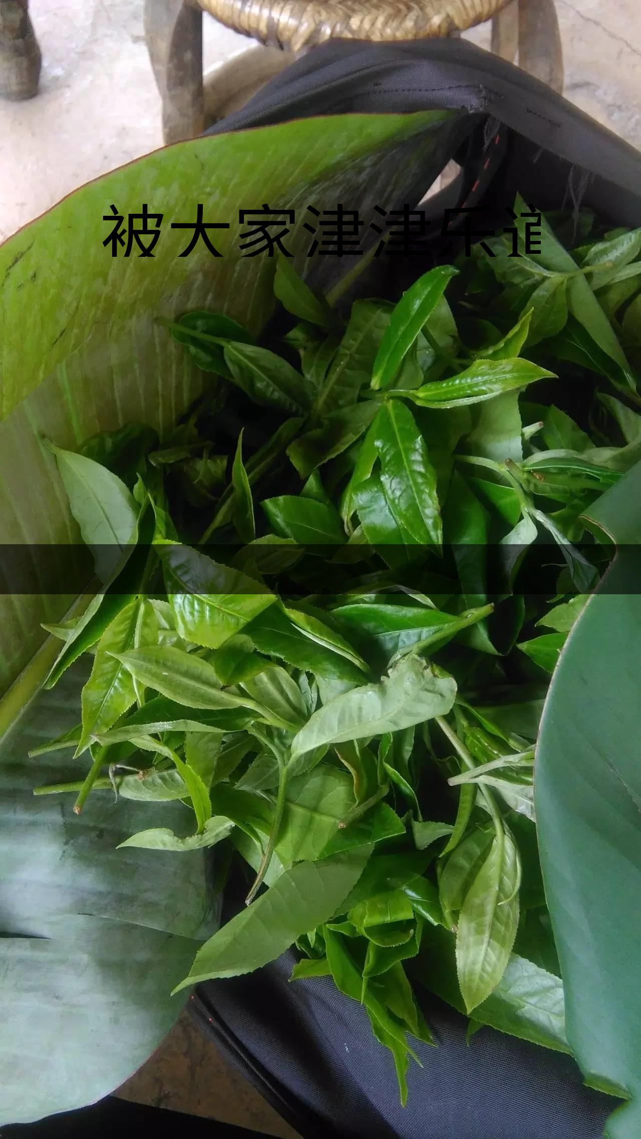 被大家津津樂道的森林茶，你知道是什么？-1-1