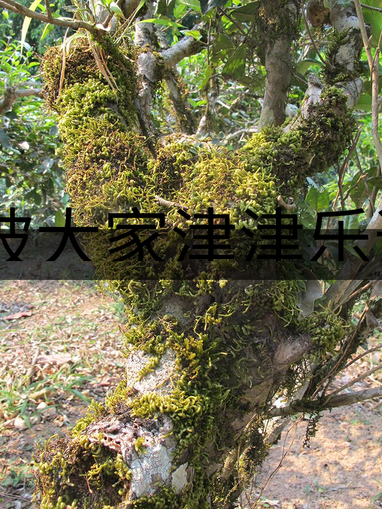 被大家津津樂道的森林茶，你知道是什么？-3-1