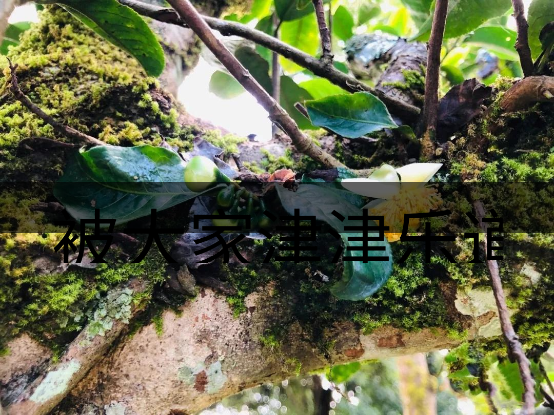 被大家津津樂道的森林茶，你知道是什么？-4-1