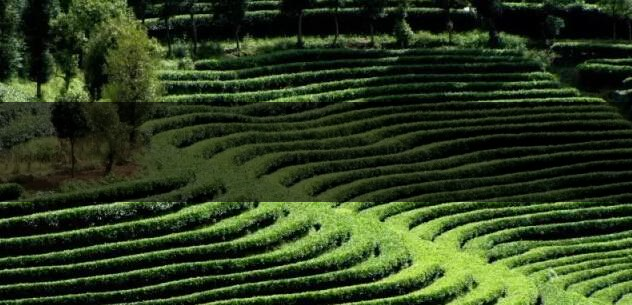 臺地茶（生態(tài)茶）葉底特征辨別-2