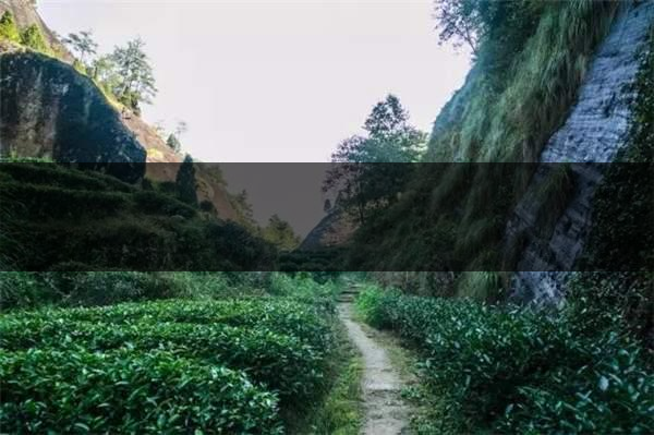 喝武夷山巖茶的香，什么是工藝香？-4