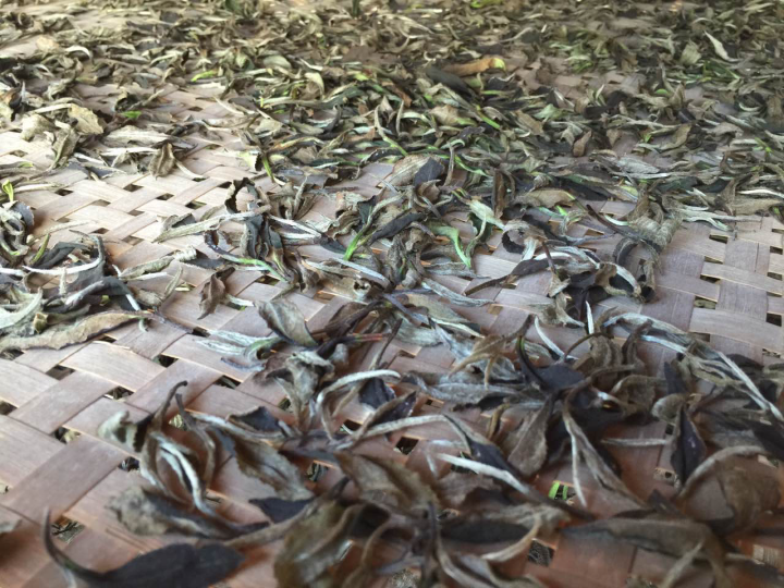 2020年普洱春茶的故事你想好了嗎？