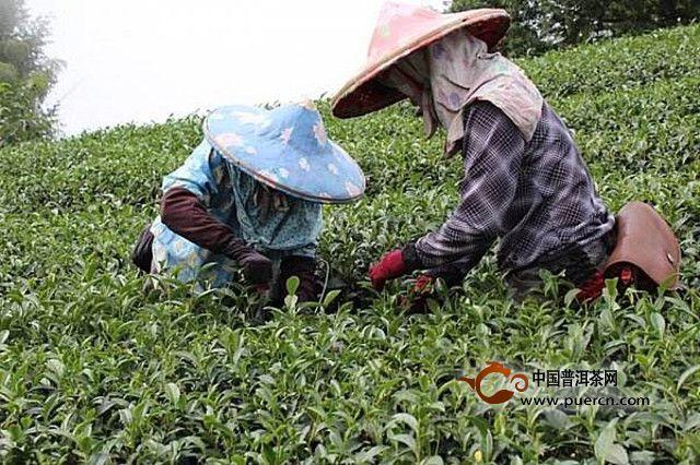 杉林溪茶什么時候采摘