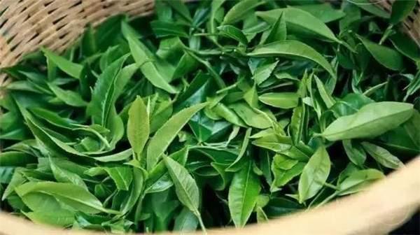 2021年曼秀古樹茶，易武的超級黑馬