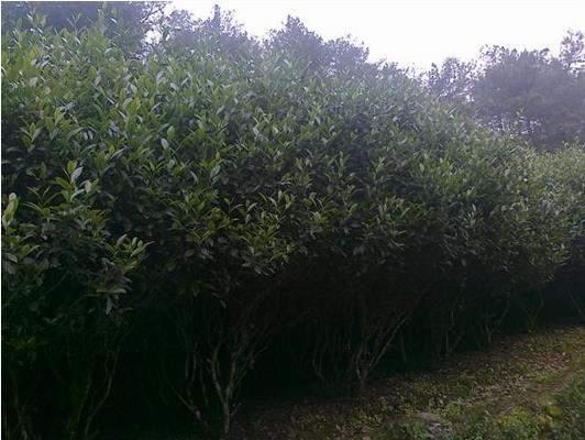 陳財(cái)制茶：我們是如何茶廠選址的