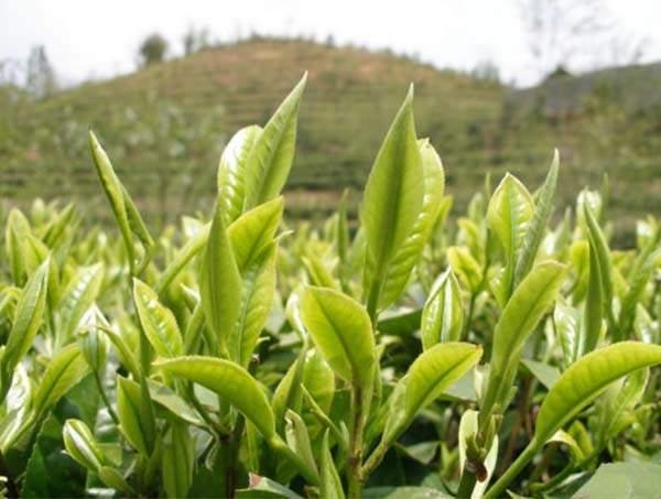 春茶到底好在哪里？