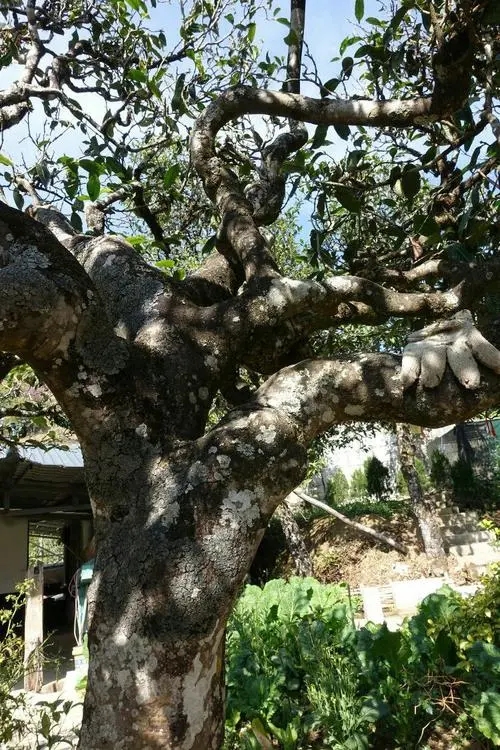 2021年冰島秋茶為何也受喜愛？