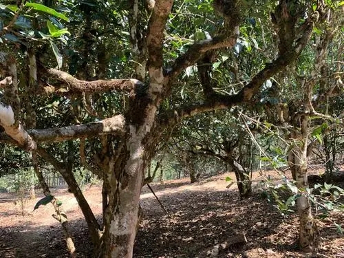2021年磨烈古樹秋茶特點？