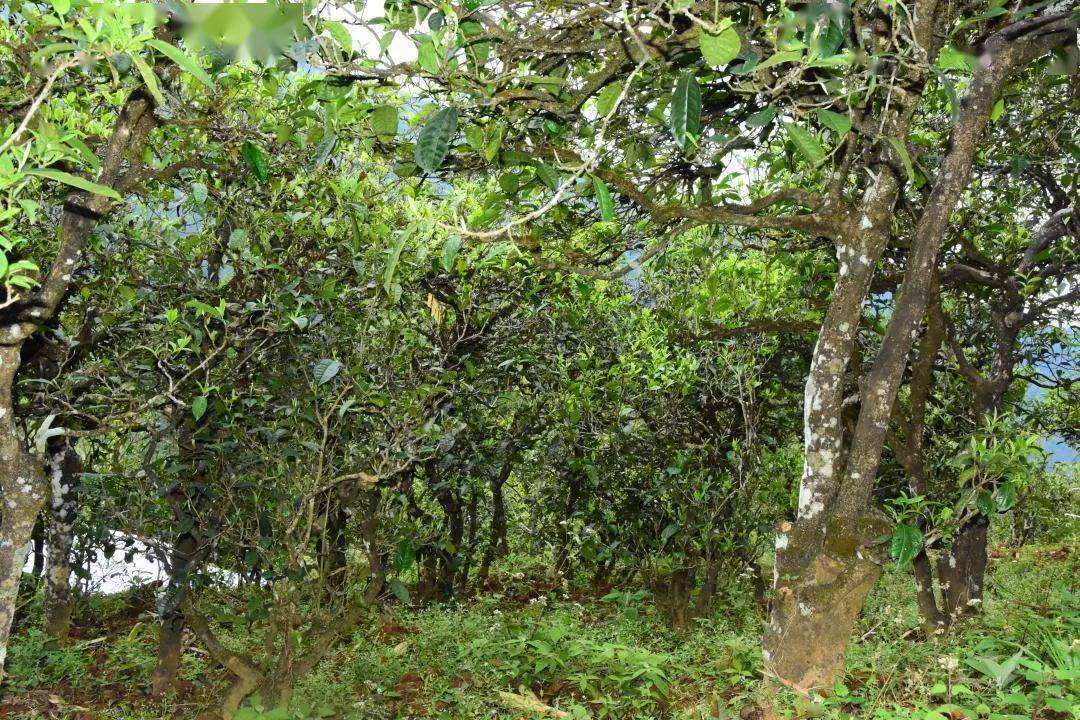 2021年磨烈古樹秋茶會是趕超冰島的存在嗎？