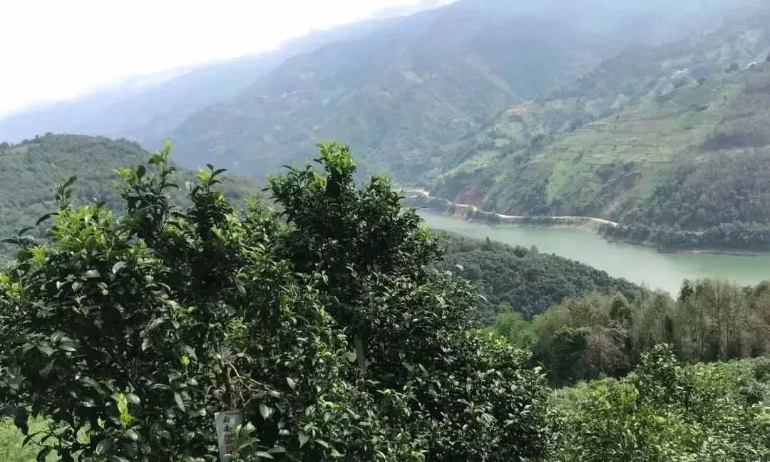 2021年單論茶氣，冰島也不如它-磨烈古樹秋