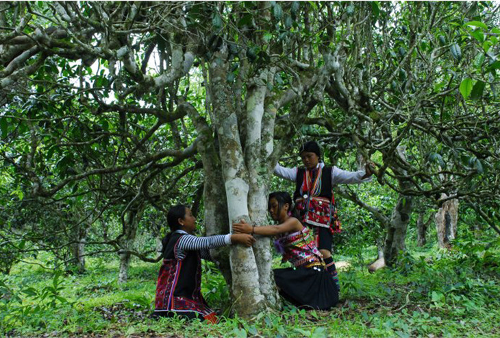 2021年大戶賽古樹秋茶品鑒！