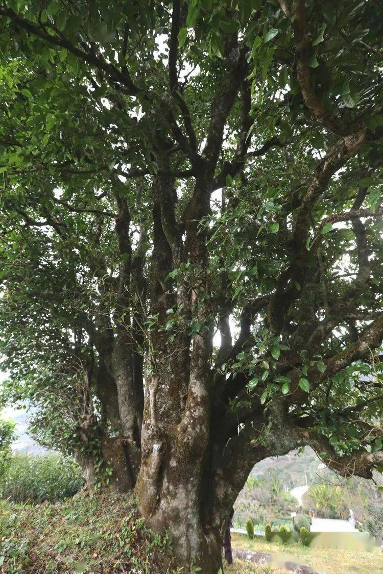 2021臨滄大戶賽秋茶因何被稱為潛力股？