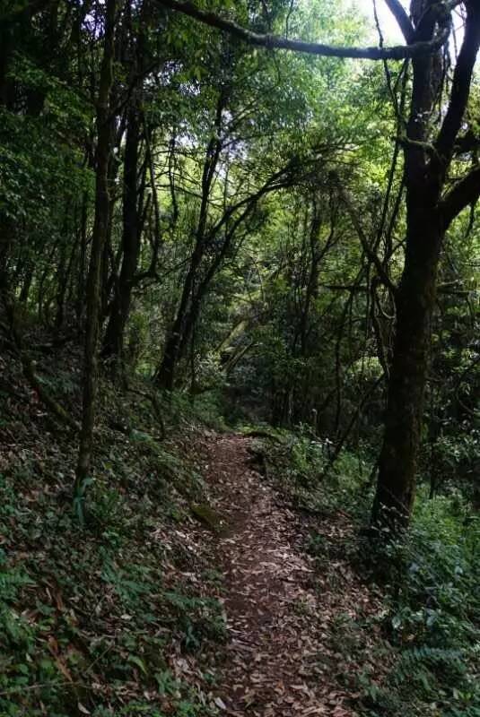 2021年大戶賽古樹秋茶價格是多少？