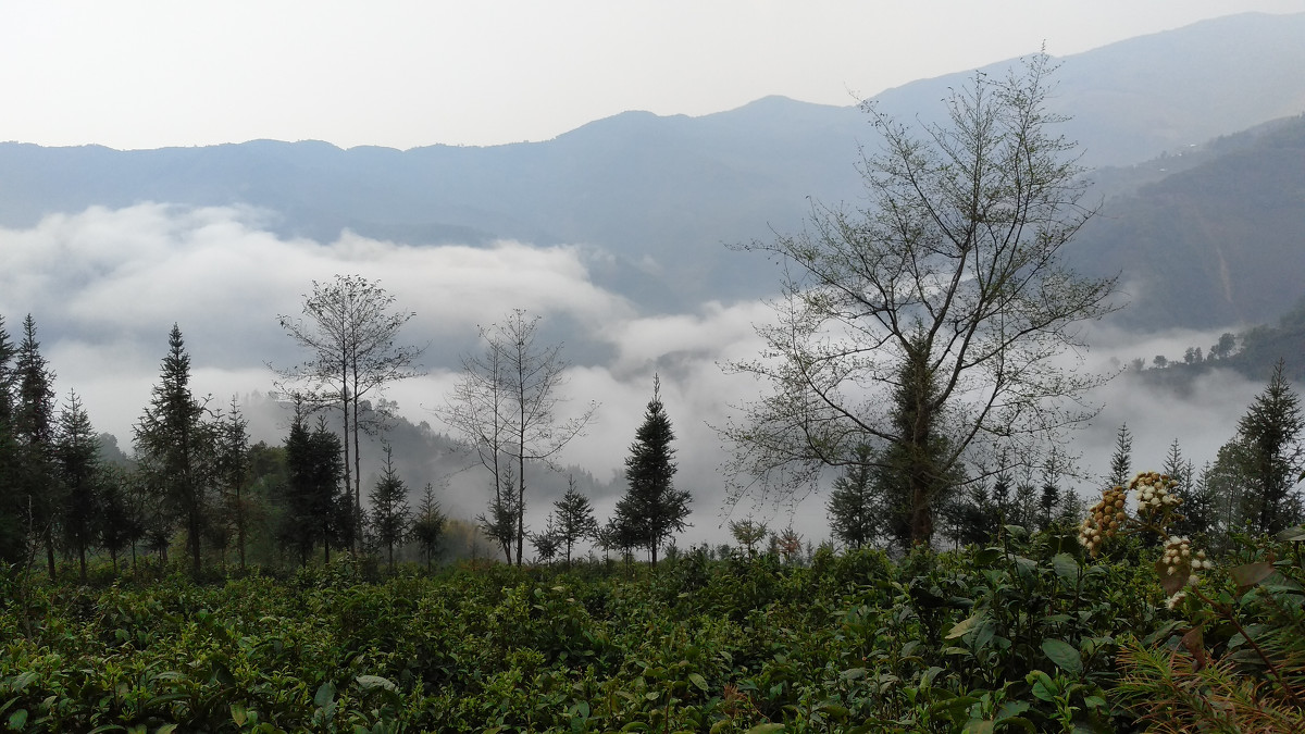 2021年大雪山古樹秋茶價(jià)格是多少？