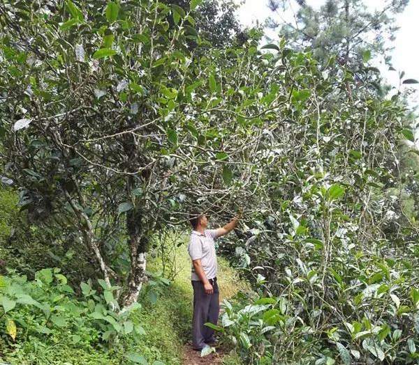 2021壩糯古樹秋茶藤條茶！不是樹種，而是這樣形成的！