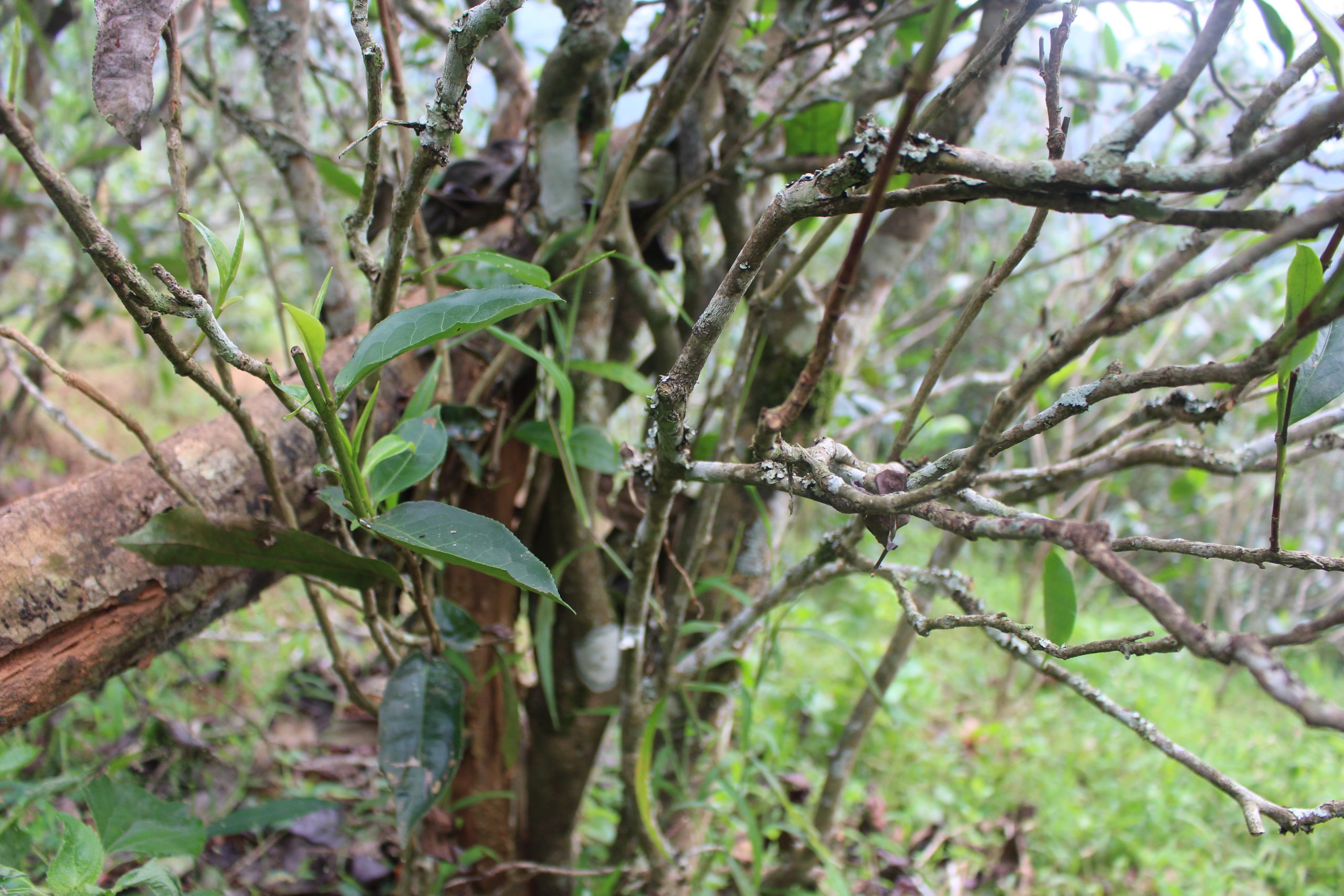 2021年壩糯古樹秋茶價(jià)格多少？