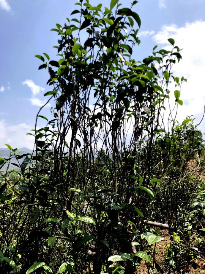 2021年壩糯古樹秋茶品鑒！