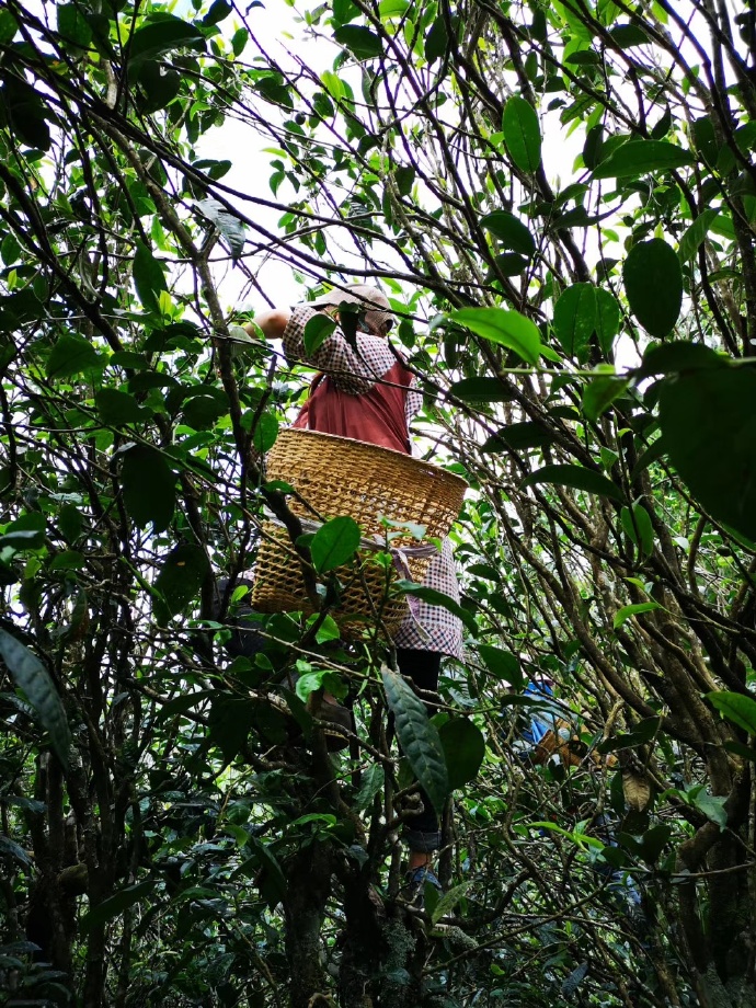 2021壩糯古樹秋茶“藤條茶之王!