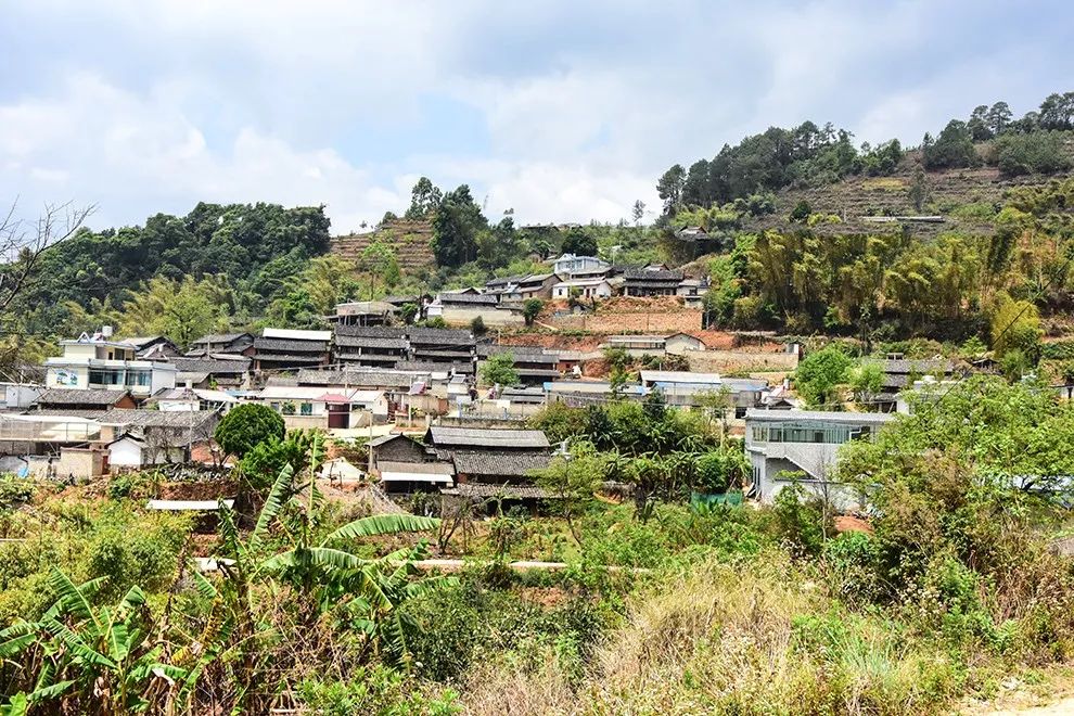 2021年正氣塘古樹(shù)秋茶特點(diǎn)是什么？