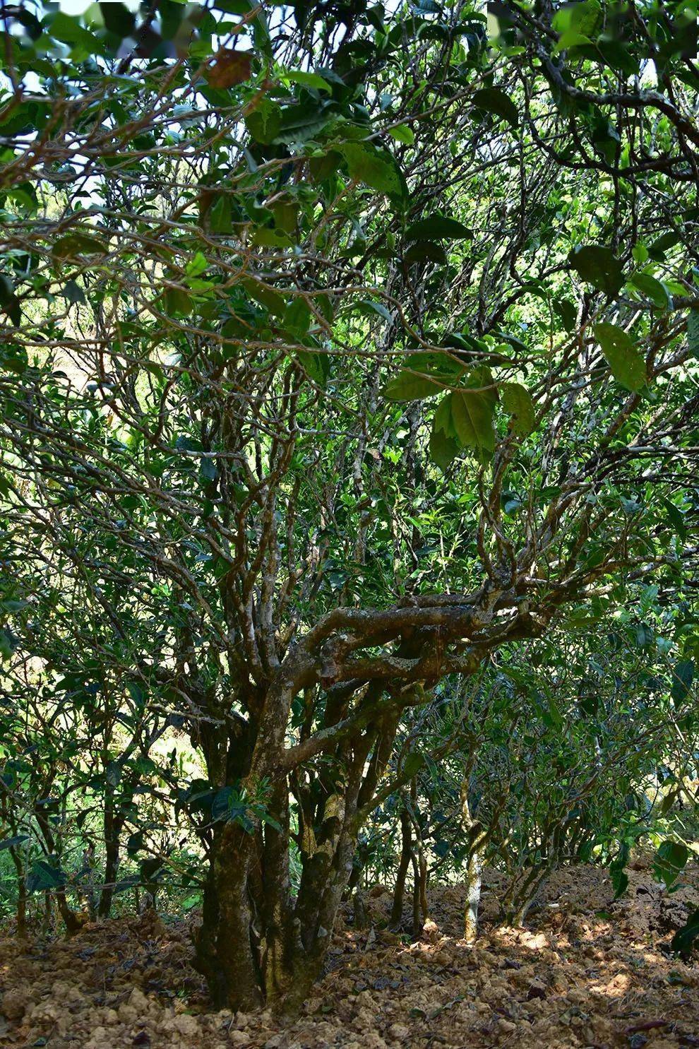 2021年正氣塘古樹秋茶口感是什么？