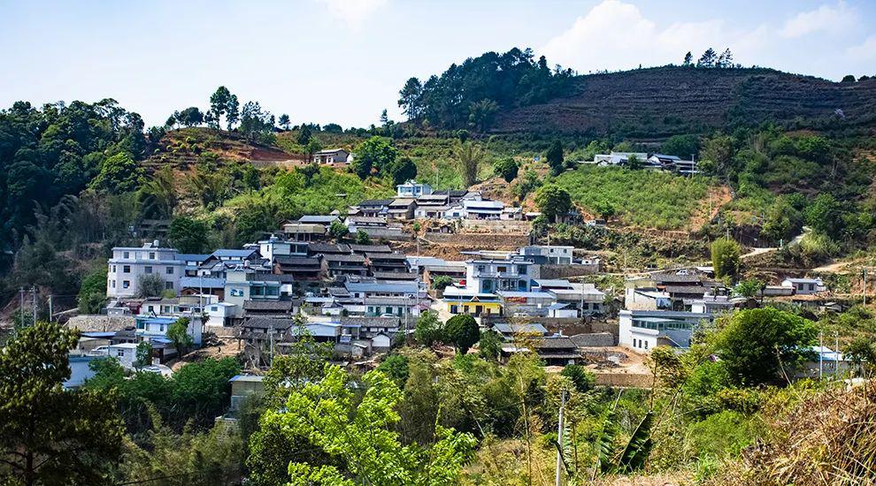 2021年正氣塘古樹秋茶為何號稱小冰島？