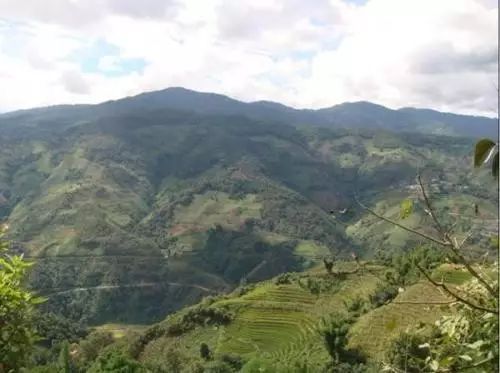 2021年冰島壩歪古樹秋茶特點？