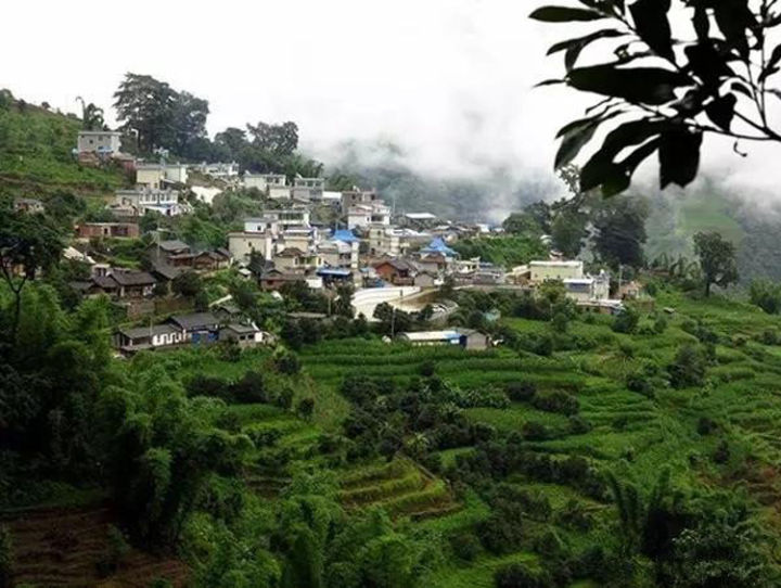 2021年冰島壩歪古樹(shù)秋茶口感？