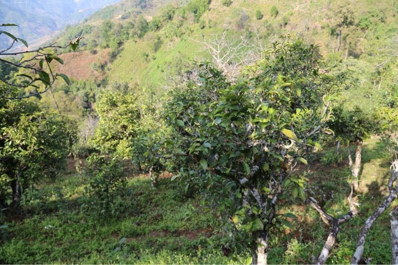 2021年冰島壩歪古樹秋茶，飲盡蘭花香，舒心又暢懷