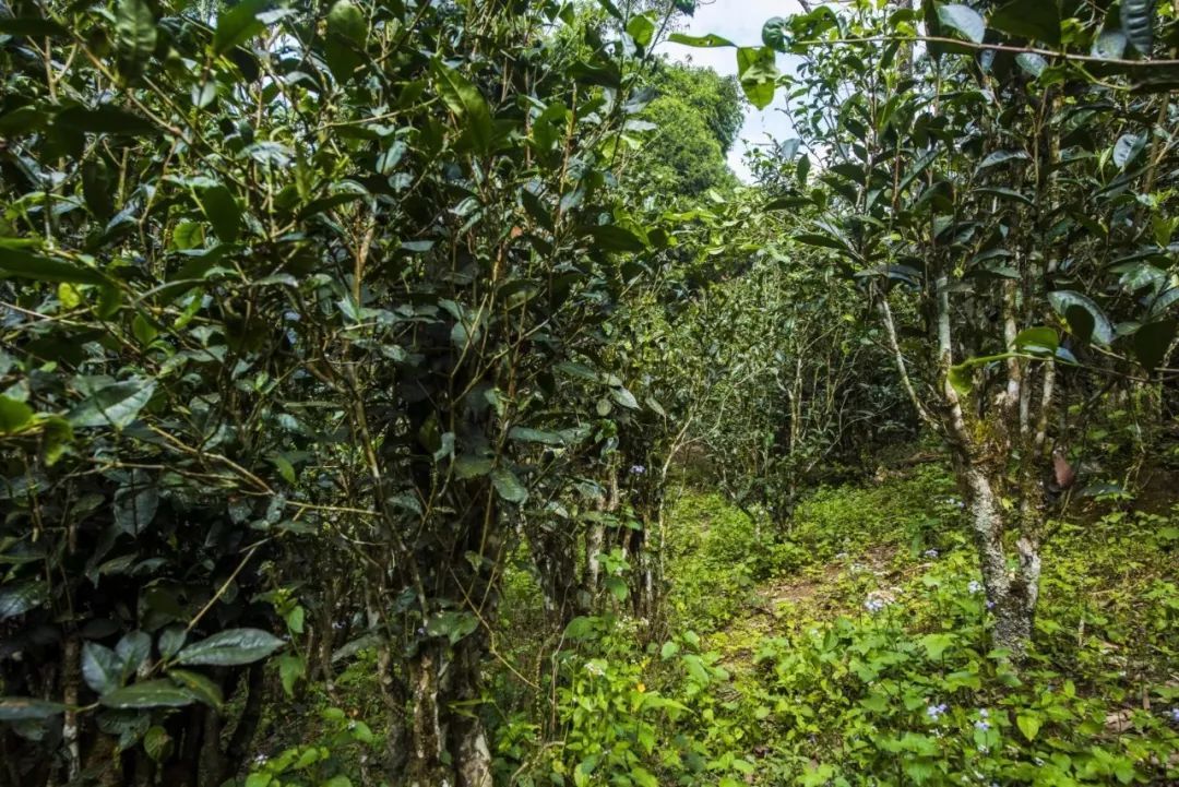 2021年冰島糯伍古樹(shù)秋茶口感是什么？