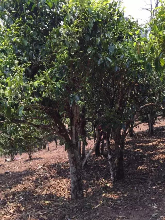 2021年冰島糯伍古樹秋茶特點(diǎn)？