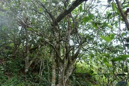 2021年昔歸古樹秋茶特點是什么？