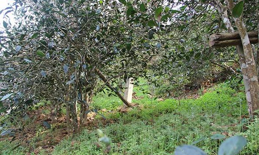 2021年昔歸古樹秋茶口感是什么？