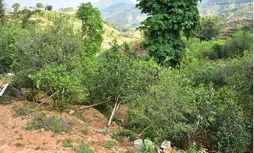 2021那罕古樹(shù)秋茶為何被稱為小昔歸？