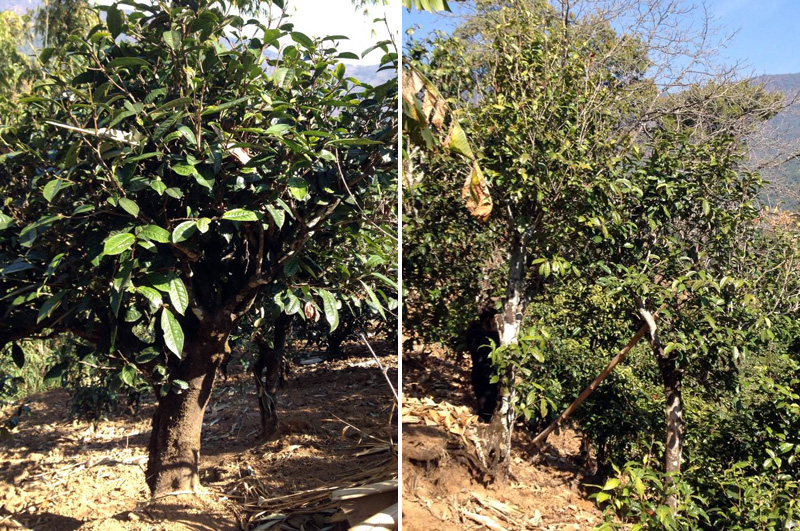 2021年忙肺古樹秋茶特點是什么？